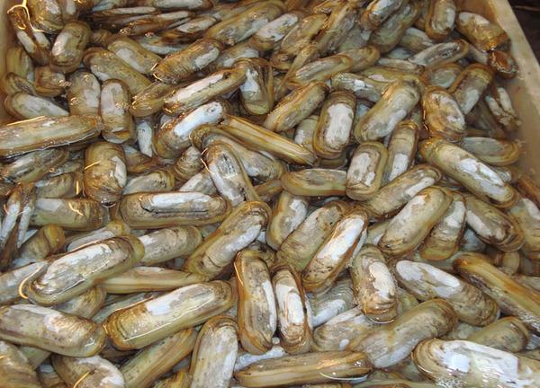 海味之珍 蛏子、海蚬与刀蚬的鲜味世界