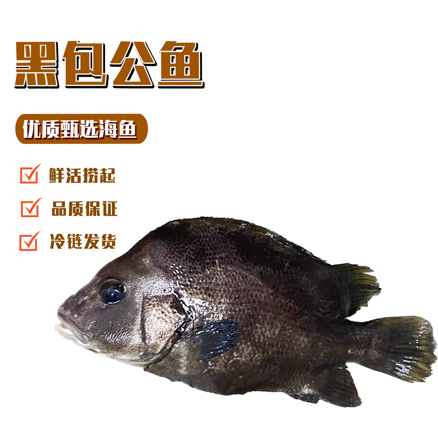 鲜活包公鱼 从海洋到餐桌的锁鲜之道