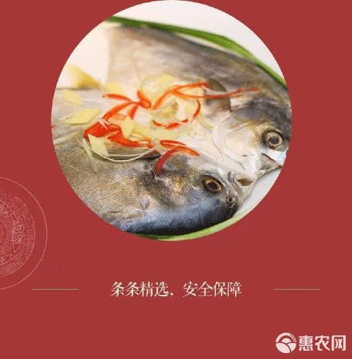 海捕大金鲳鱼 顺丰包邮，新鲜直达的海洋馈赠