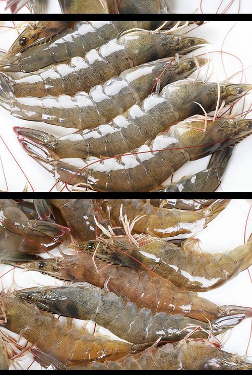 野生海捕大虾 从海洋到餐桌的鲜活滋味