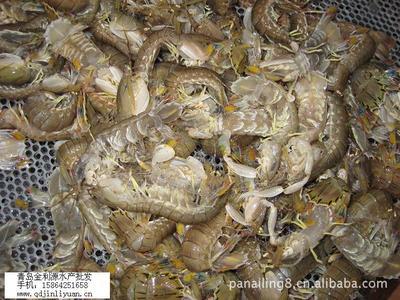 鲜活海产品 皮皮虾/爬虾/琵琶虾供应与价格指南