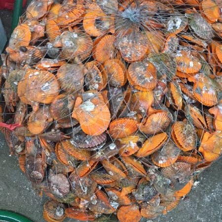 黄金贝 鲜活水产中的海中黄金，品味海洋的馈赠