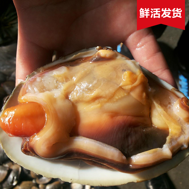鲜活天鹅蛋 个大肉多的海味珍品，烧烤料理的绝佳选择