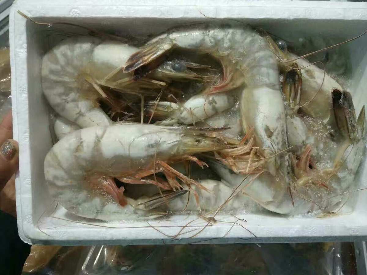 长年经营新鲜渤海湾鲜活冷冻海产品,现推出低中高海鲜大礼包.