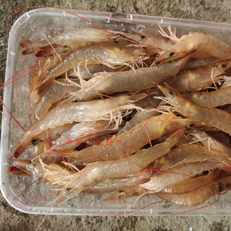 【争鲜海鲜】野生墨虾 浅海杂虾 黄技米 斑节 墨虾 海捕海虾250g