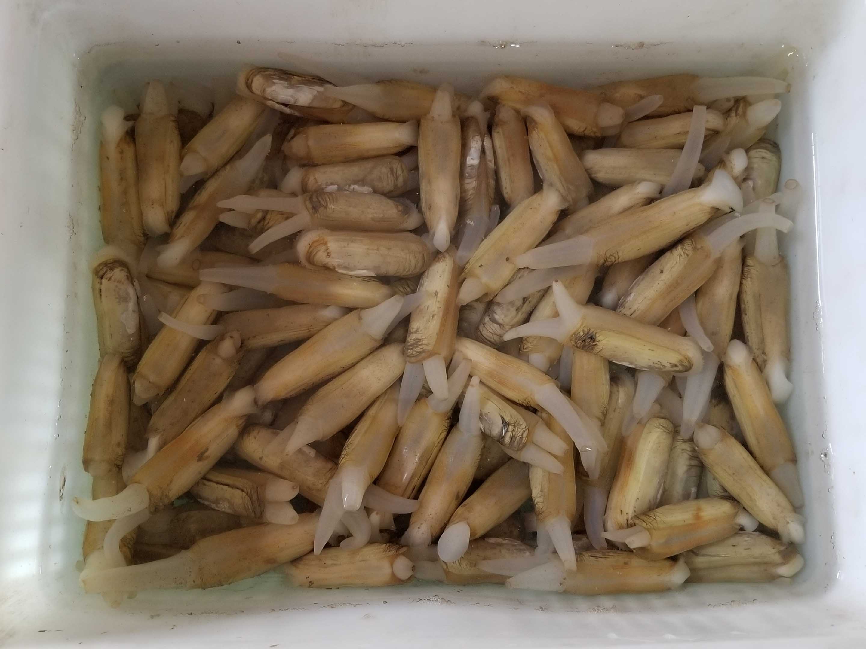 蛏子鲜活产品斤