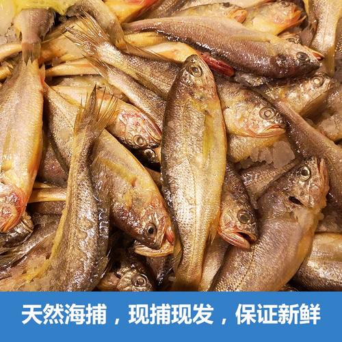 野生舟山小黄鱼新鲜小黄花鱼新鲜海鱼海鲜水产鲜活冷冻鲜活海产品