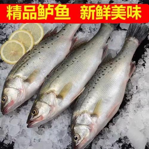 新鲜海鲈鱼特大鲈鱼海捕七星鲈鱼斑鱼深海鱼冷冻鲜活海鲜水产